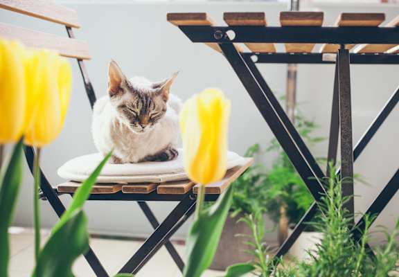 A cat is sitting on a chair with yellow tulips.