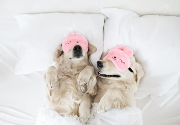 two dogs laying on a bed with hats on their heads