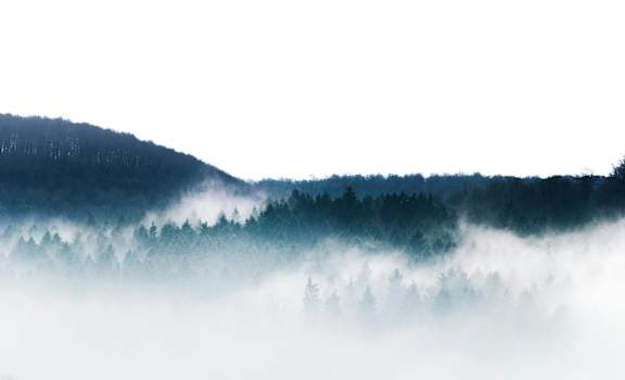 A forest covered in fog.