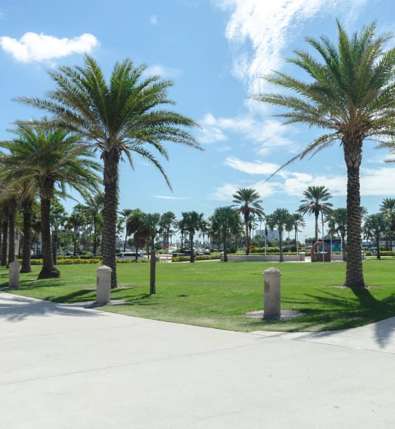 a park with palm trees and grass and a sidewalk
