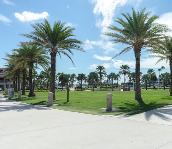a park with palm trees and grass and a sidewalk