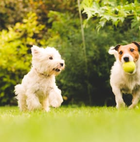 two dogs playing with a ball in a grassy field