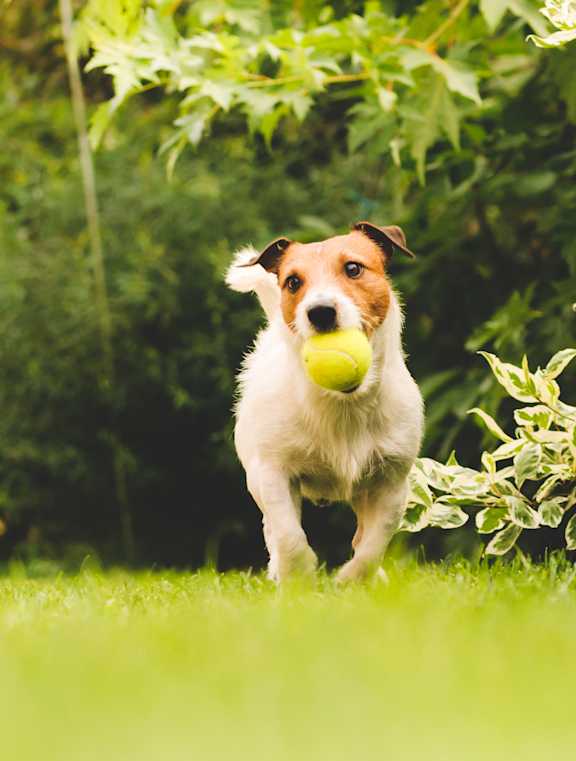 two dogs playing with a ball in a grassy field