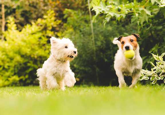 two dogs playing with a ball in a grassy field
