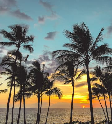 the sun setting behind palm trees on the beach