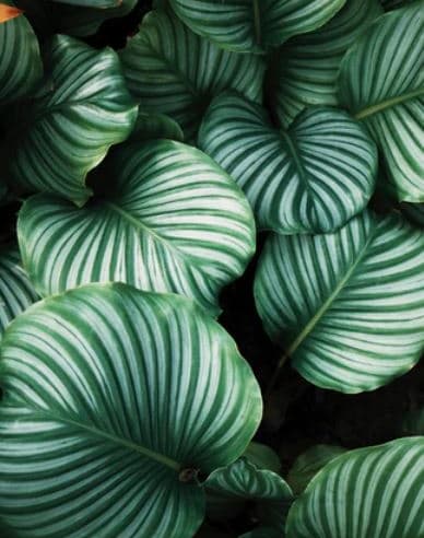 Stock image of plant