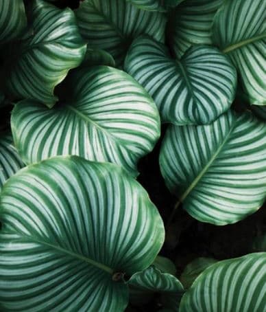 Stock image of plant