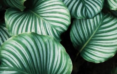 Stock image of plant