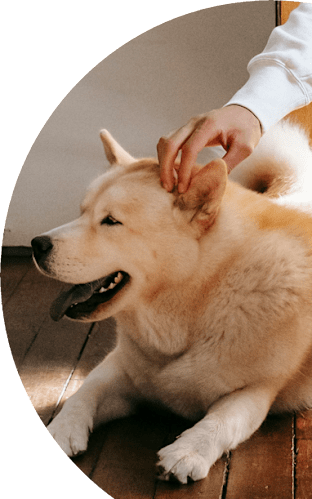 A person is petting a Shiba Inu dog.
