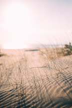 a view of a beach with tall grass