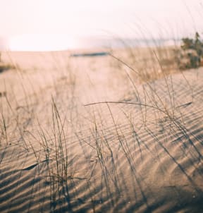 a view of a beach with tall grass