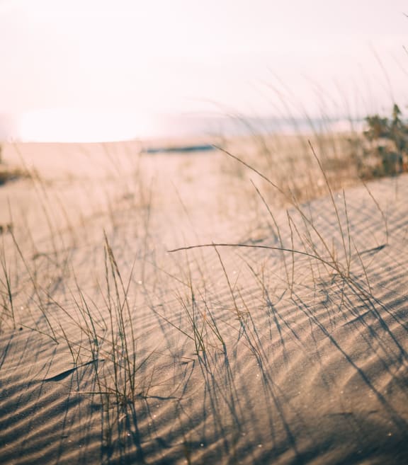 a view of a beach with tall grass
