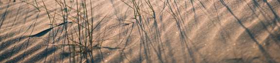 a view of a beach with tall grass