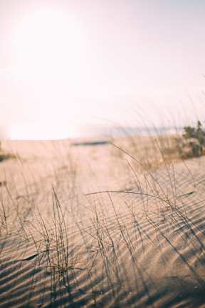 a view of a beach with tall grass