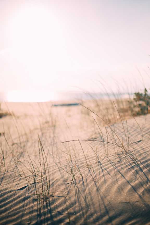 a view of a beach with tall grass
