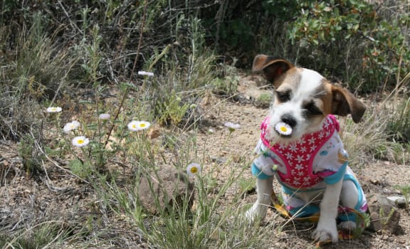 a dog sitting in the grass with a flower in its mouth