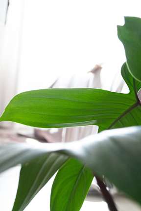 A green leafy plant in front of a window.