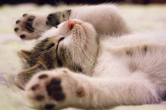 a cat laying on its back with its paws in the air