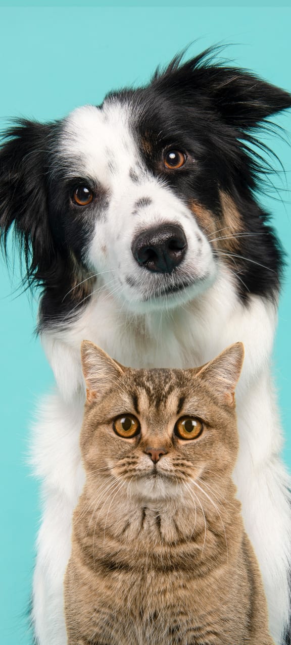 a dog and a cat sitting next to each other at Gates of West Bay, Norfolk, 23503
