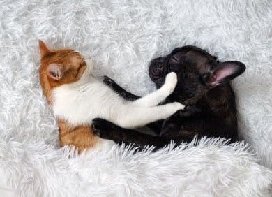 Dog and Kitty sleeping at Ellington Metro West, Westborough, MA, 01581
