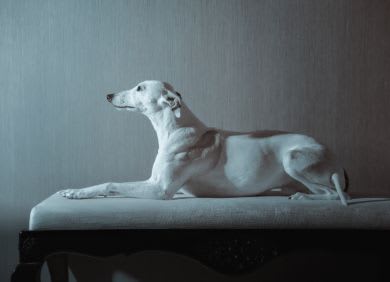 Pet Friendly Apartment at The Benjamin Seaport Residences, Massachusetts, MA 02210