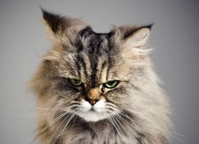 Angry Sweet Cat at The Benjamin Seaport Residences, Boston, MA, 02210