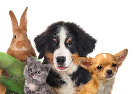 A group of various animals including a dog, a rabbit, a cat, a parrot, and a chihuahua.