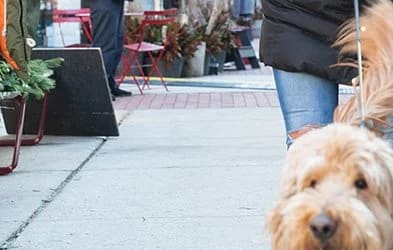 Pet friendly at Fourteen56, Michigan