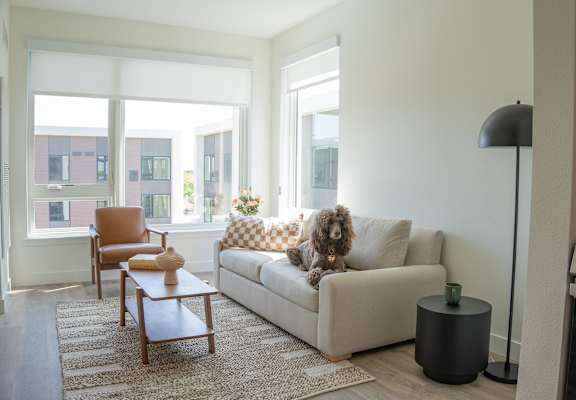 A dog is sitting on a couch in a living room.