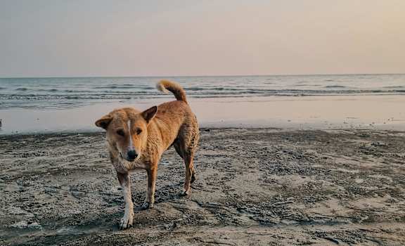 A dog is standing on a beach with the ocean in the background.