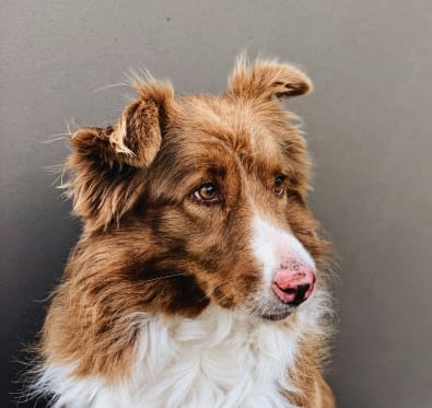 a brown and white dog looking at the camera