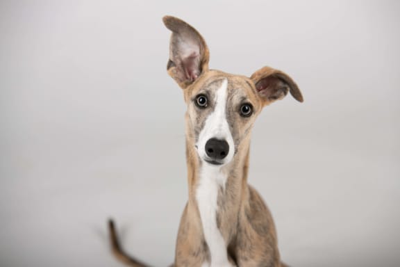 a brown and white dog with a white background