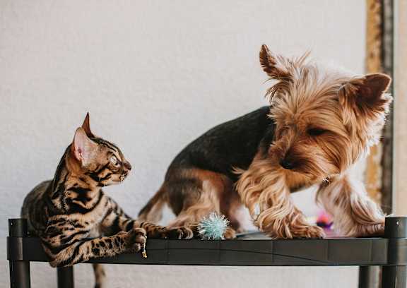 A cat and a dog sitting on a bench.