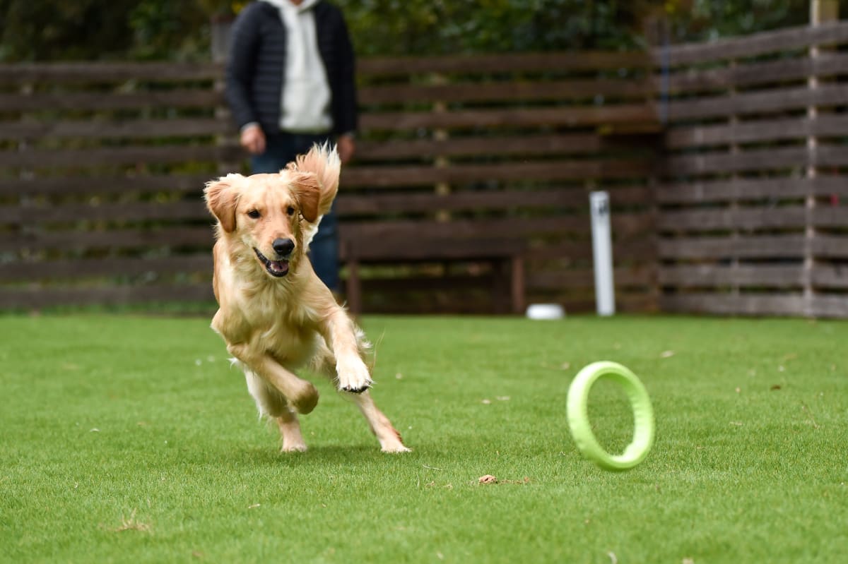 Pet-Friendly Apartments in Everett, WA | Riverfront Everett