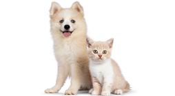 A small kitten sits next to a fluffy dog.