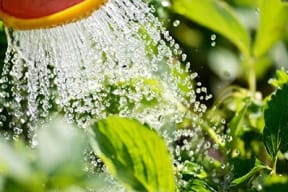 Watering Plants at Link Apartments® Glenwood South, Raleigh, North Carolina