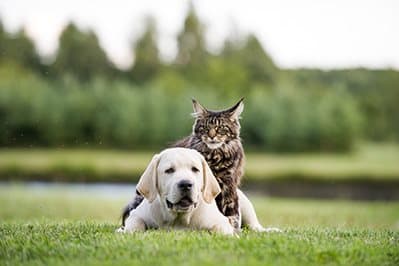 Dog-and-Cat at Link Apartments® Brookstown, Winston Salem, 27101