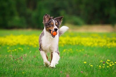 Dog-with-Ball at Link Apartments® West End, Greenville, SC, 29601