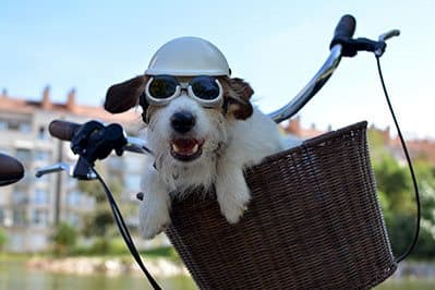 Dog-On-Bike at Link Apartments® Glenwood South, Raleigh, North Carolina