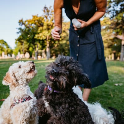 two dogs barking at each other in a park
