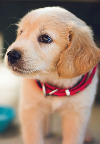 a small brown dog wearing a red collar