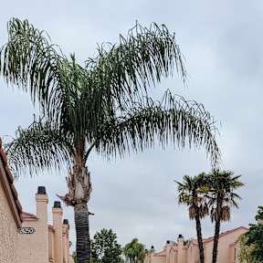 Looking into Palos Verdes Village at front gate.