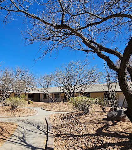 A tree with a thick trunk stands in a yard with a rocky ground.