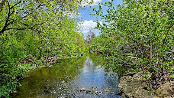 A serene river flows through a lush green forest.
