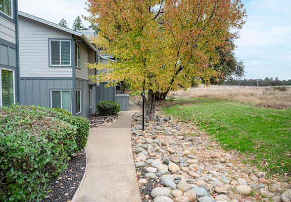 A tree with yellow leaves stands next to a grey building.