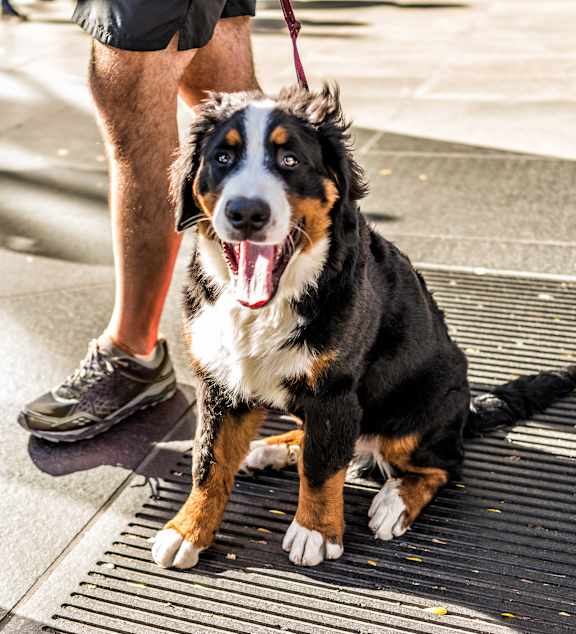 A dog is sitting on a mat with its mouth open.