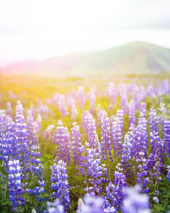 Flowers In The Field at Avilla Heritage, Grand Prairie