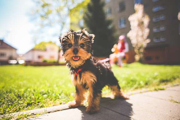 A small dog with a red collar is standing on a sidewalk.