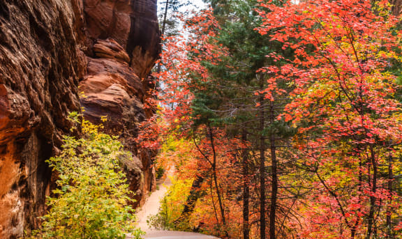 the narrows at zion national park in the fall