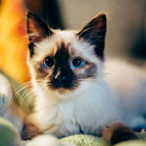 a brown and white kitten with blue eyes laying on a bed